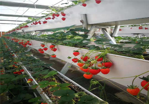 溫室大棚建設草莓種植支架無土栽培A型架種植槽