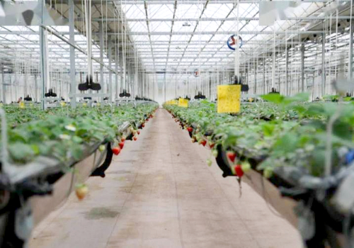 無土栽培吊挂升降式草莓種植系統—草莓天瀑
