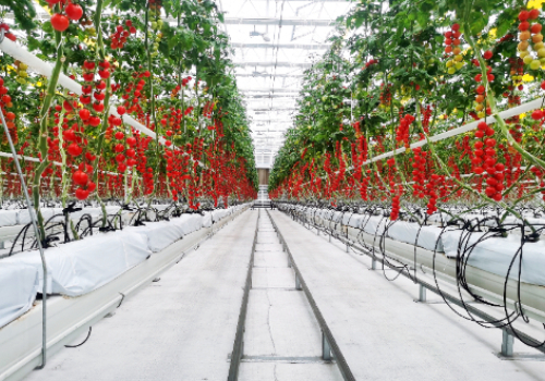 專業生産西紅柿荷蘭模式無土栽培槽廠家