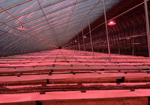 新型溫室大棚，引領現代農業新潮流